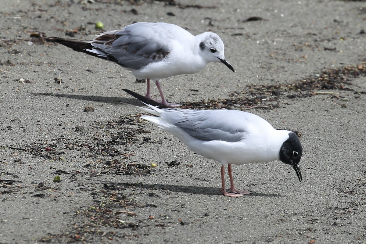 Bonaparte's Gull - ML618494565