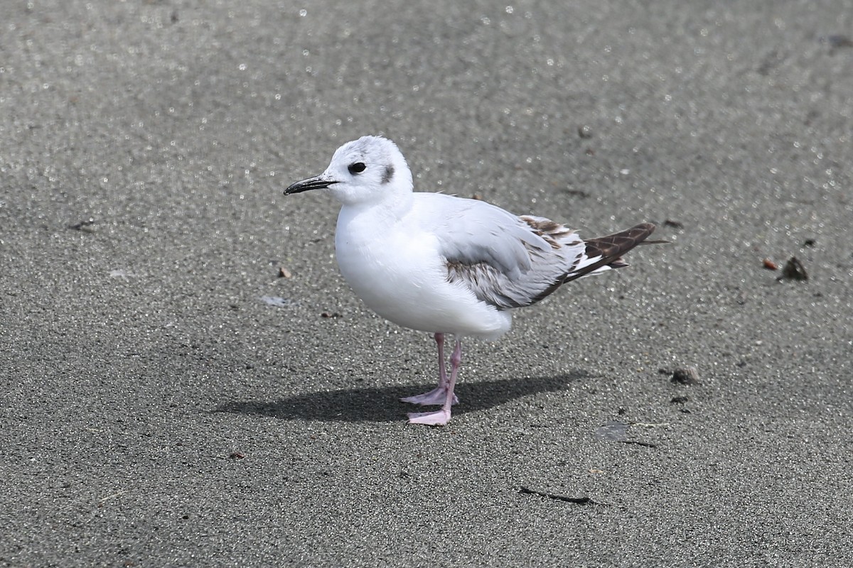 Bonaparte's Gull - ML618494566