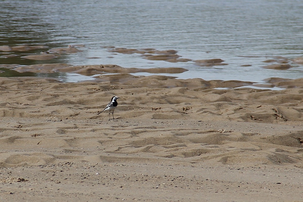 Bachstelze - ML618494574