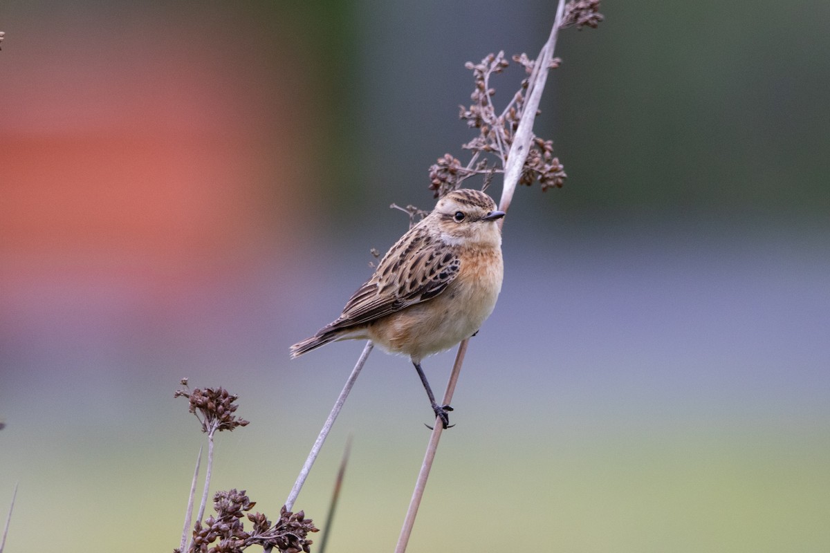 Whinchat - ML618494605