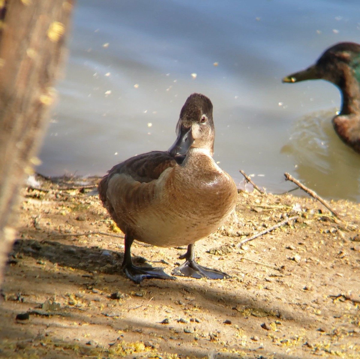 Ring-necked Duck - ML618494611