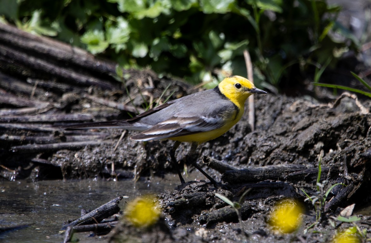 Citrine Wagtail - ML618494613