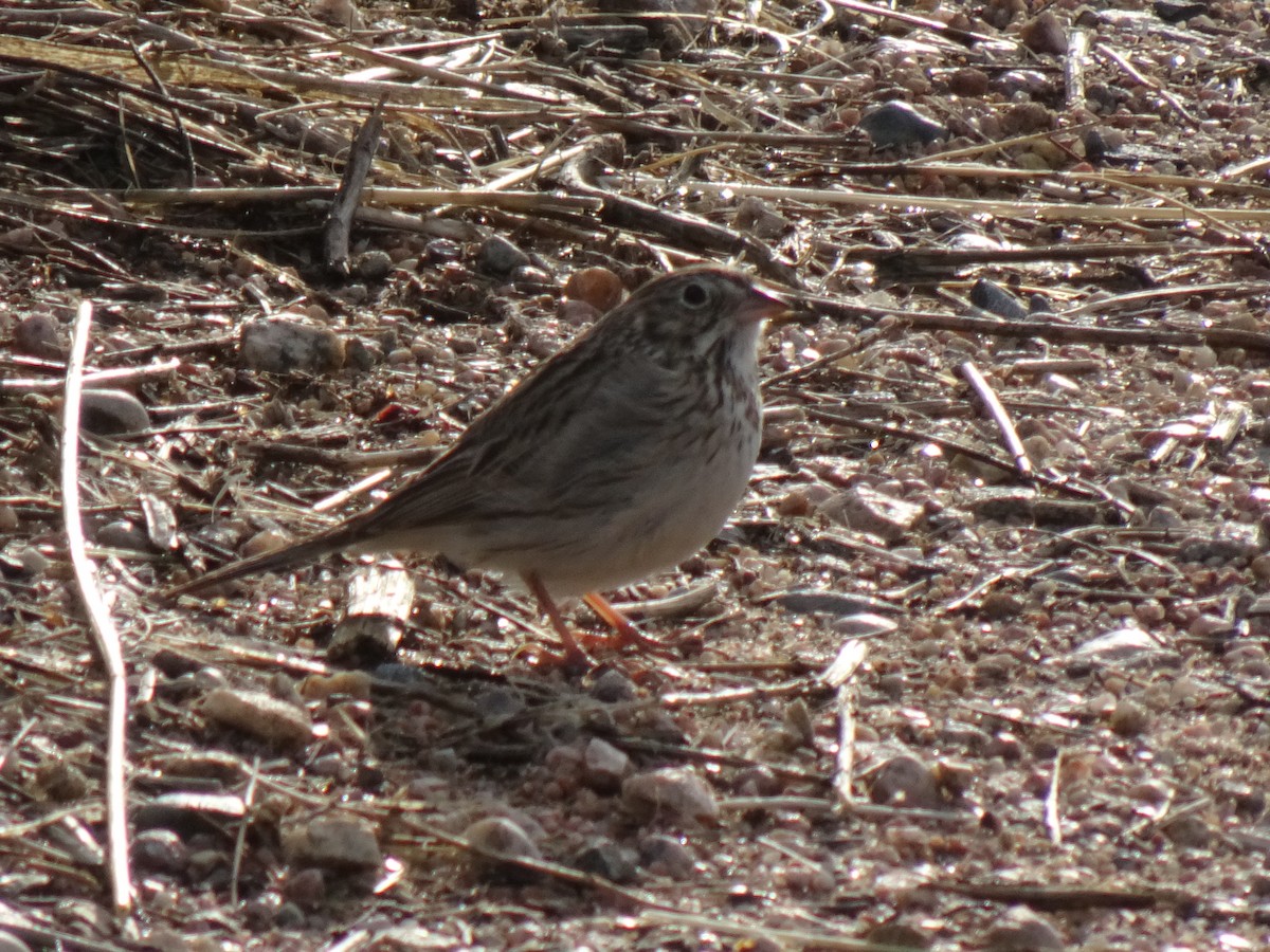 Vesper Sparrow - ML618494619