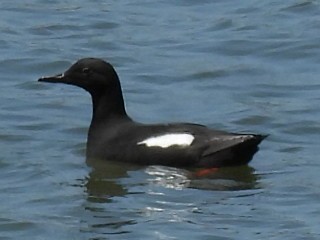 Pigeon Guillemot - ML618494637