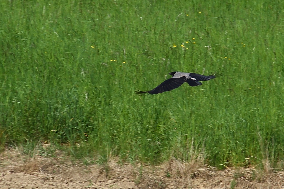 Hooded Crow - Daniel Brzdęk