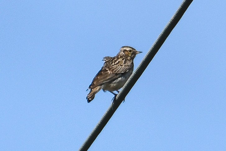 Wood Lark - ML618494670