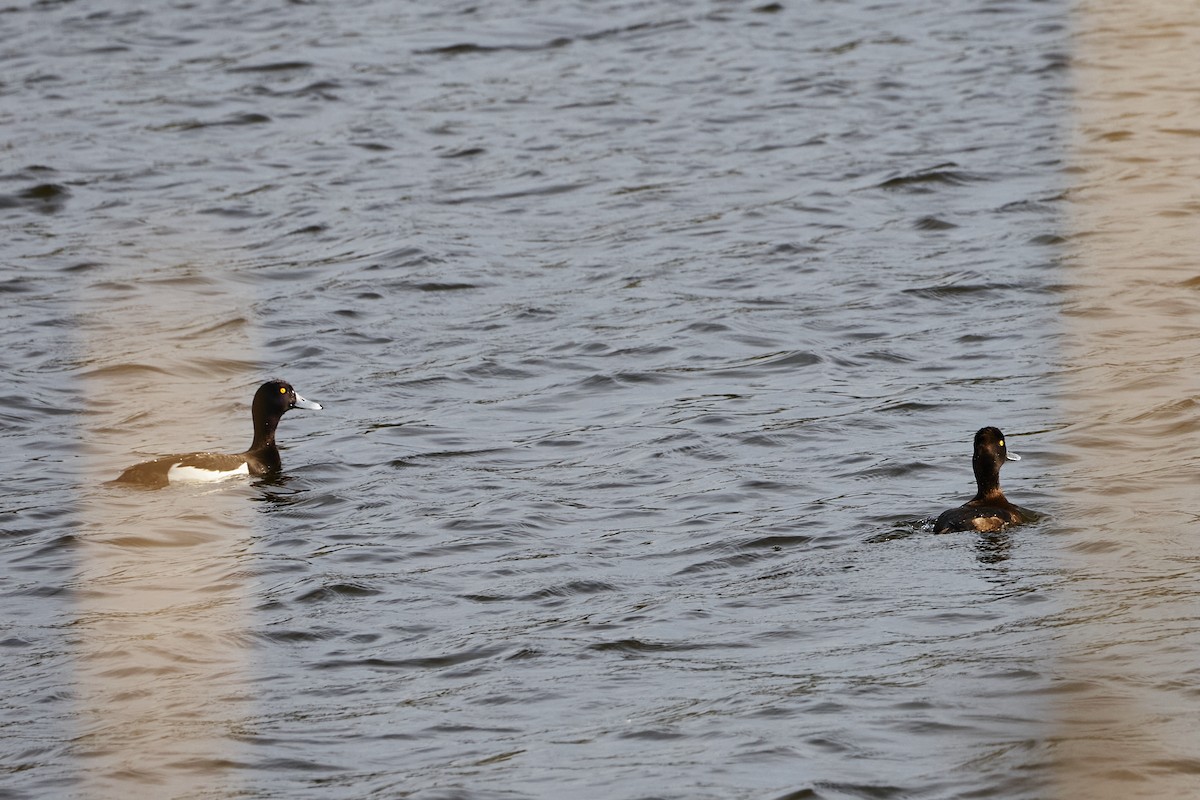 Tufted Duck - Monika Kolodziej