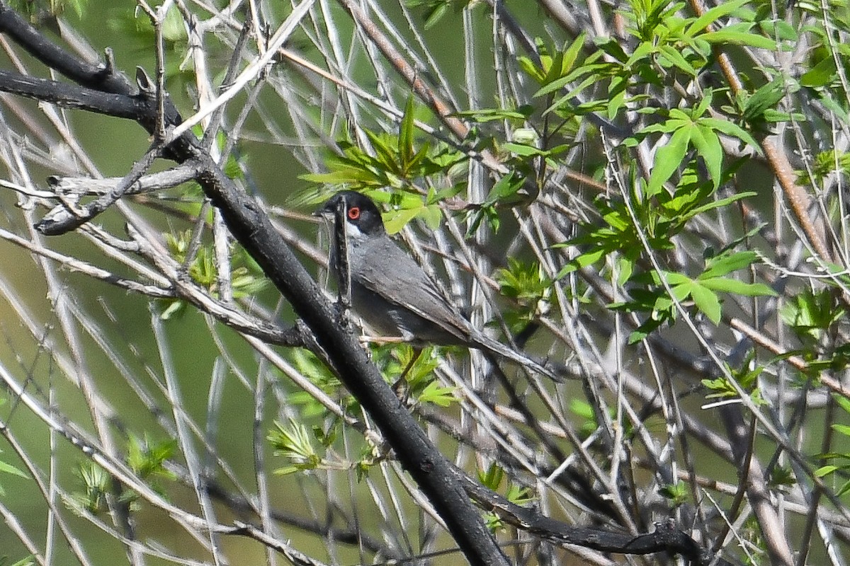 Curruca Cabecinegra - ML618494724