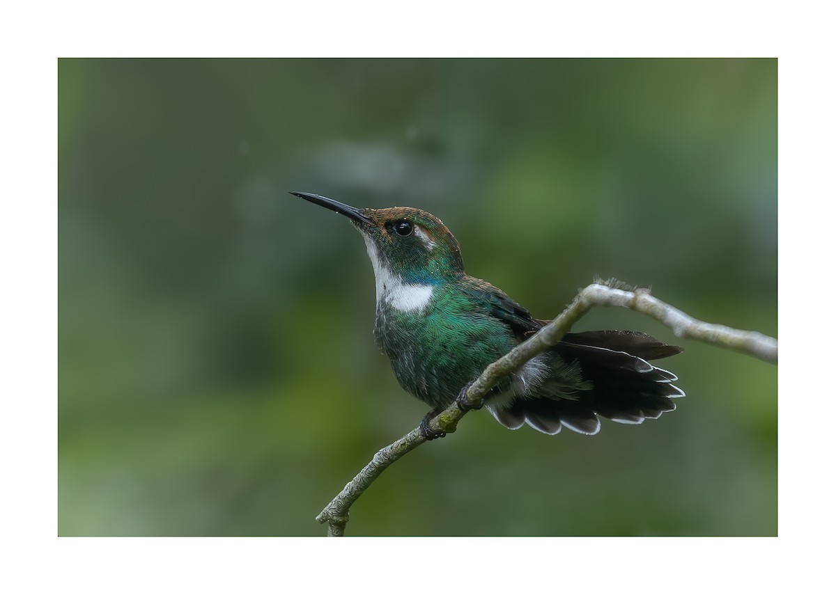 White-throated Daggerbill - ML618494726