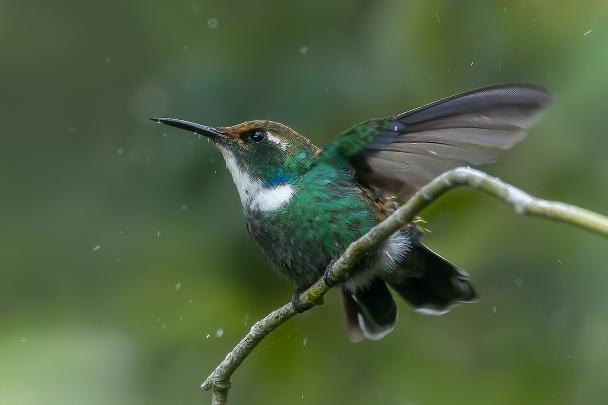 White-throated Daggerbill - Heiler Uribe