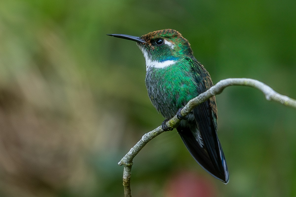 White-throated Daggerbill - ML618494729