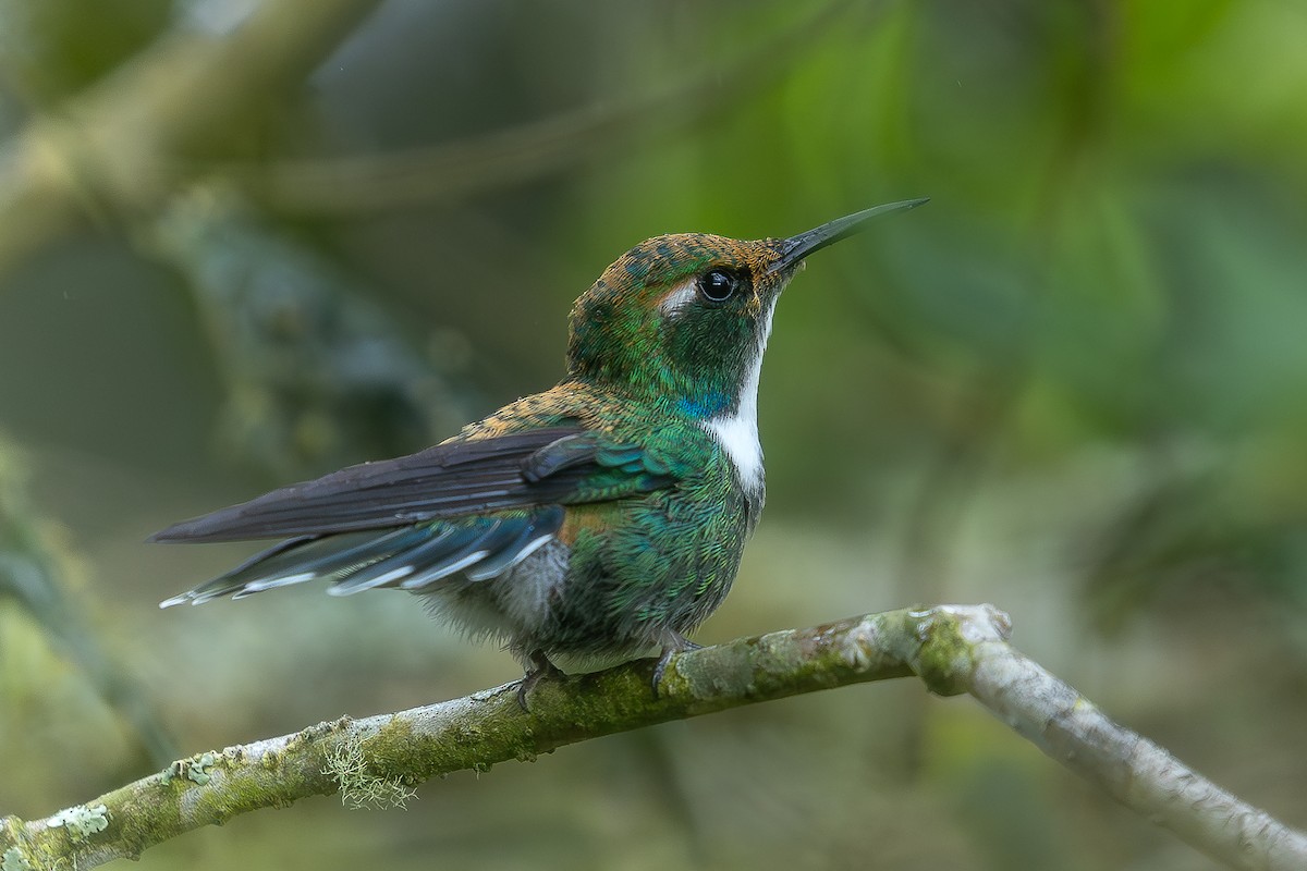 White-throated Daggerbill - ML618494730