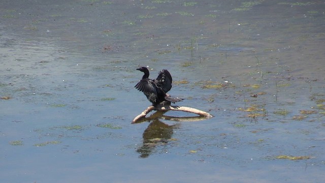 Pygmy Cormorant - ML618494739