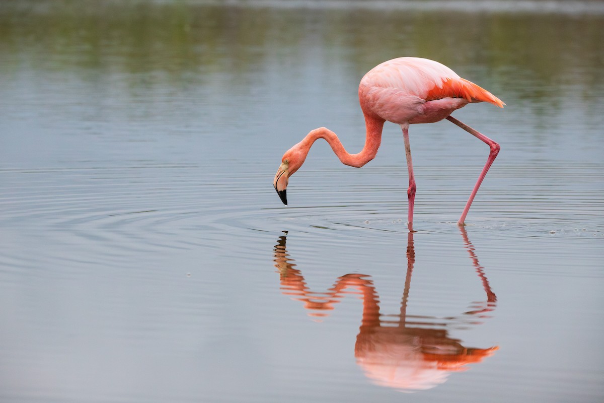Amerika Flamingosu - ML618494747