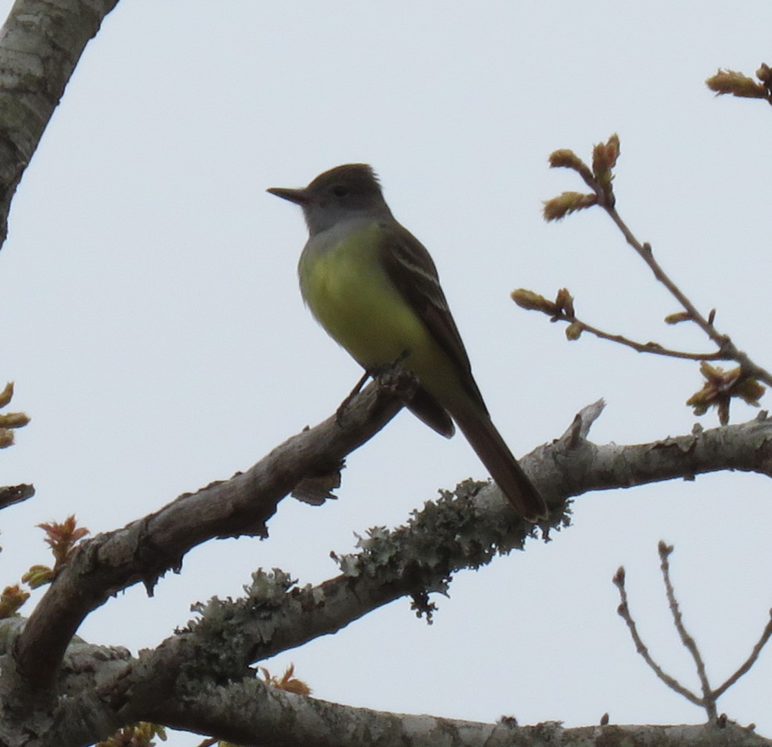 Great Crested Flycatcher - Roger Debenham