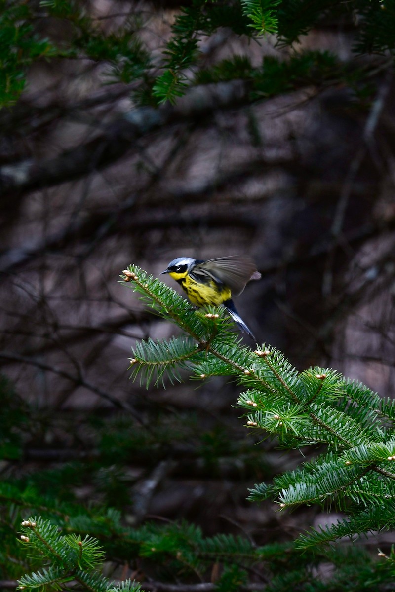 Magnolia Warbler - Carly Rodgers