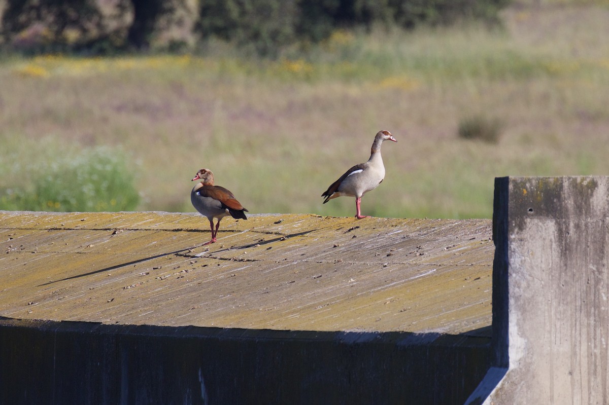 Egyptian Goose - ML618494793