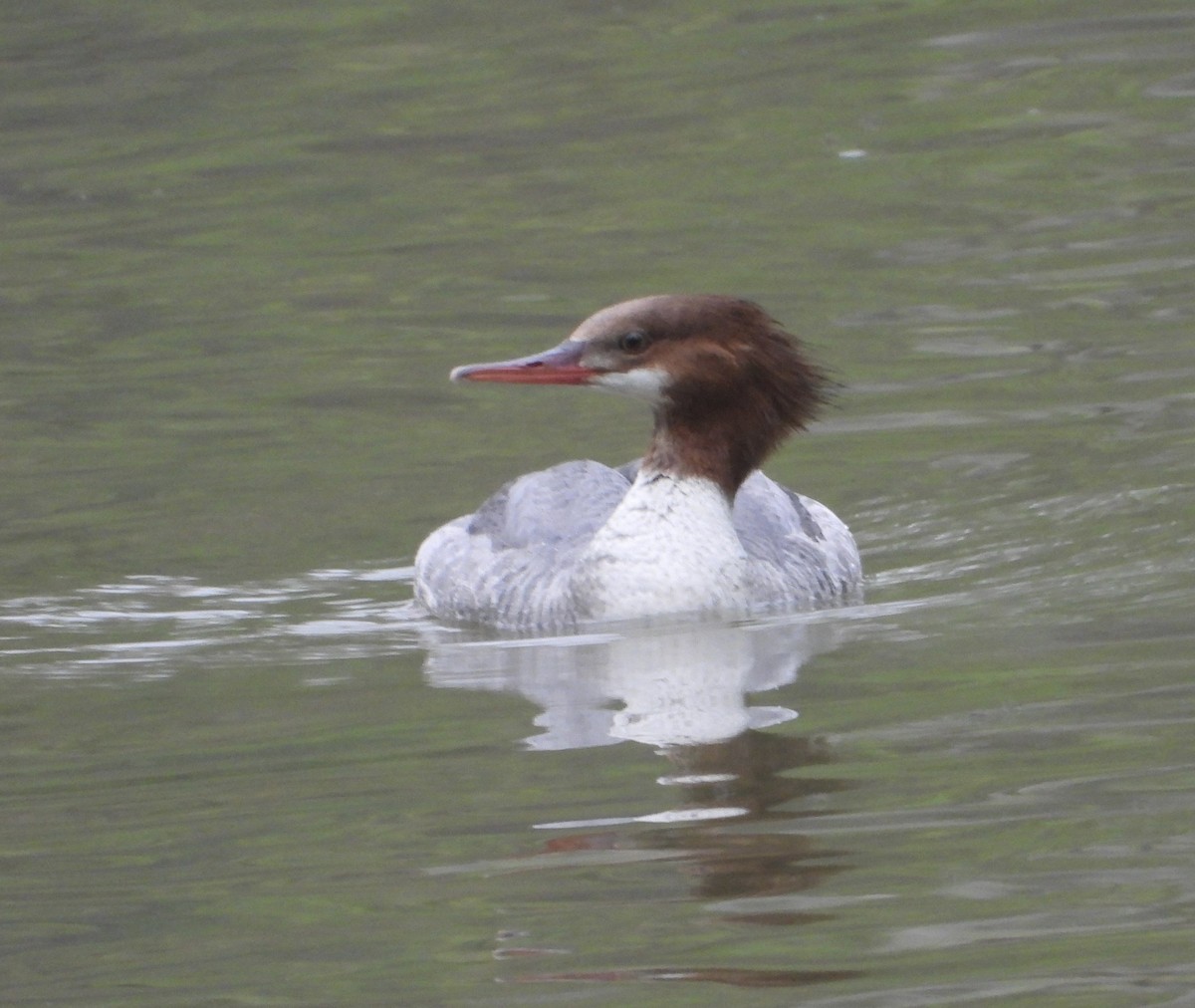 Common Merganser - ML618494803