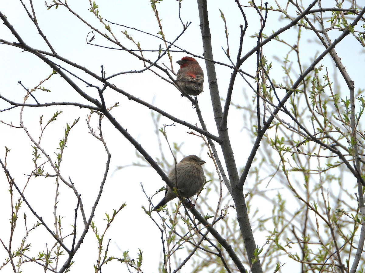 House Finch - ML618494806