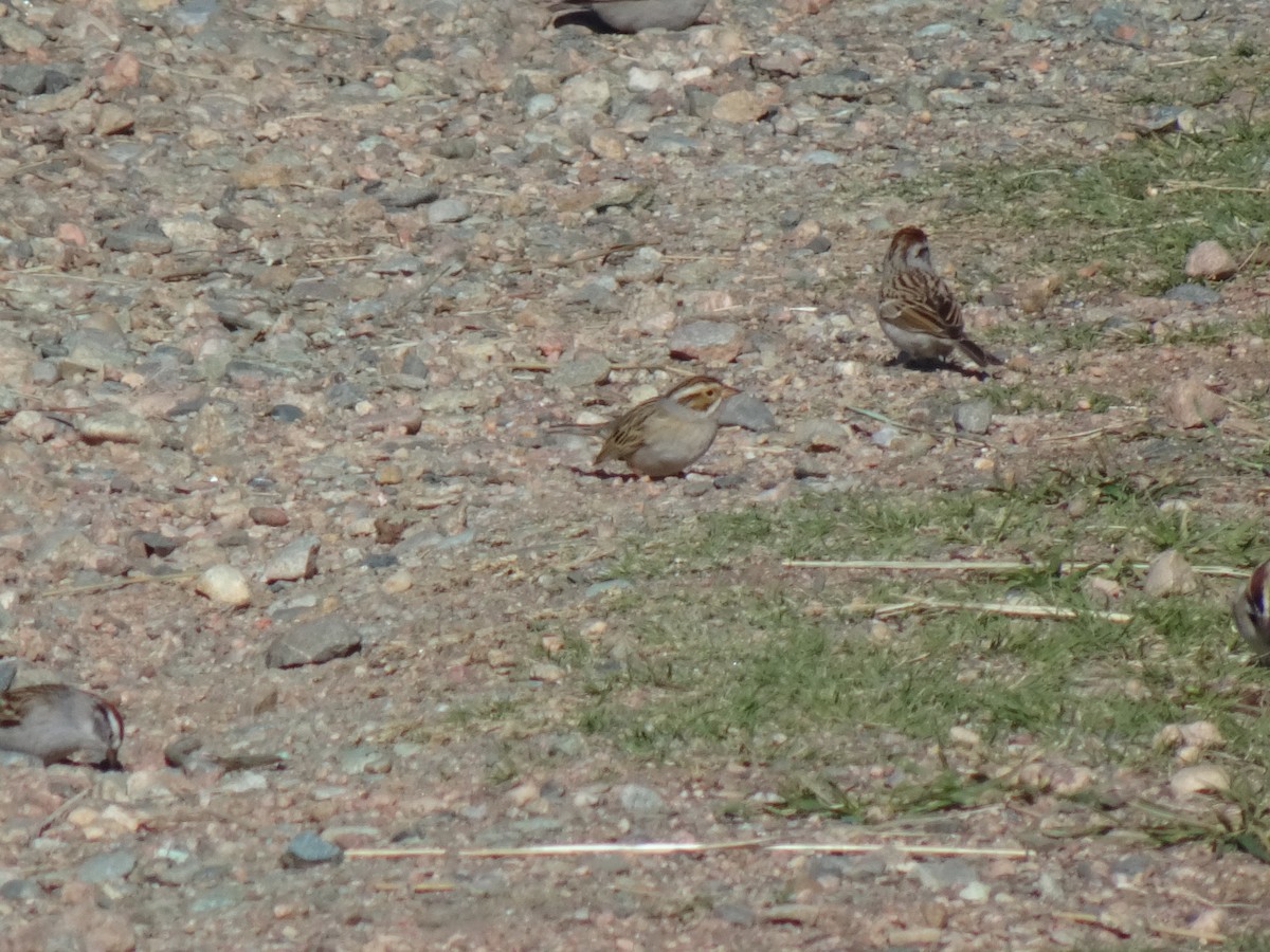 Clay-colored Sparrow - ML618494814