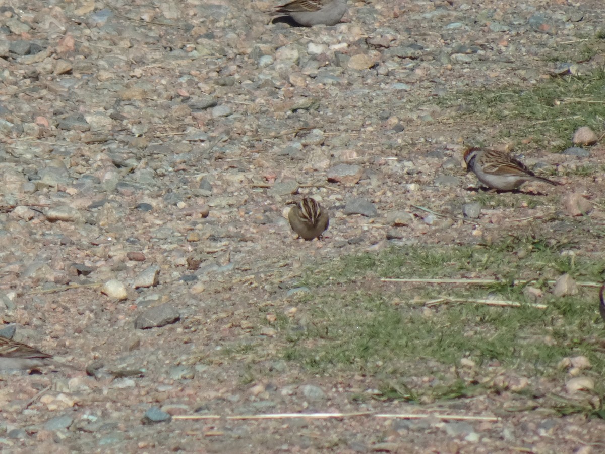 Clay-colored Sparrow - ML618494815