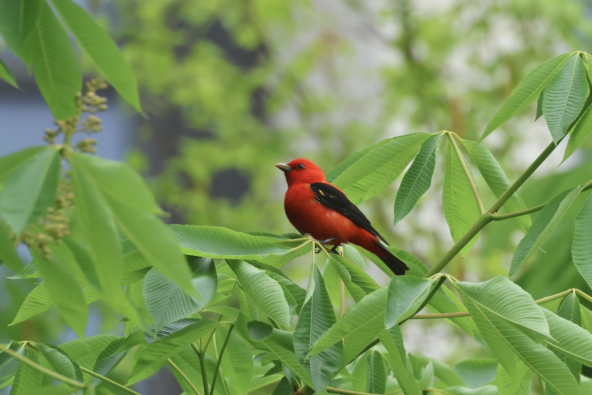 Scarlet Tanager - E R