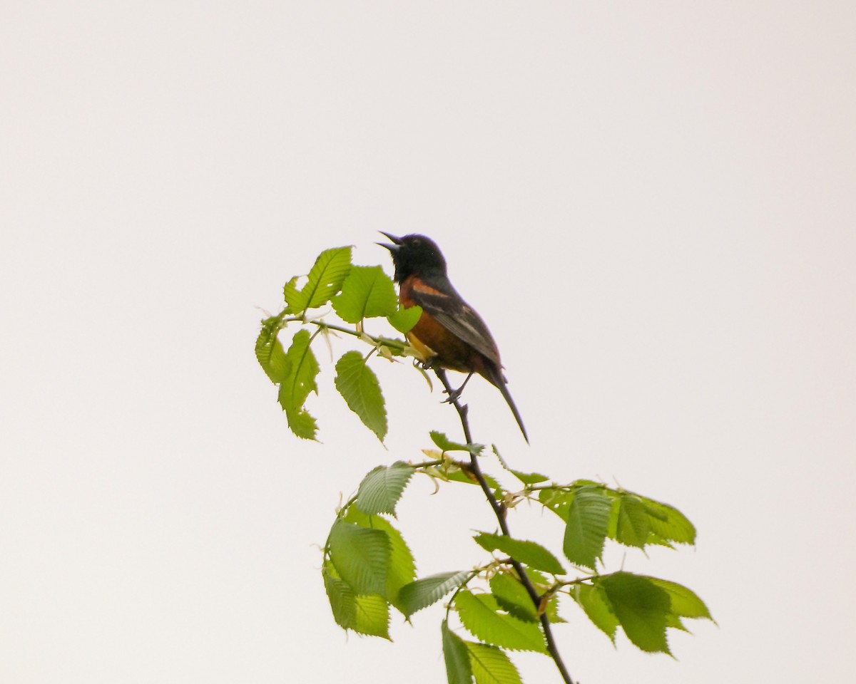 Orchard Oriole - Kathy L. Mock