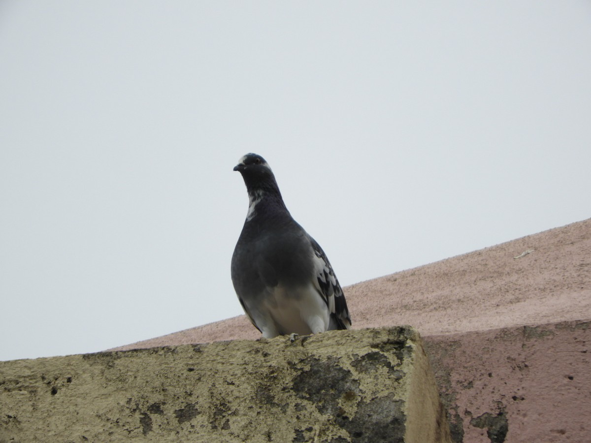 Rock Pigeon (Feral Pigeon) - Silvia Enggist