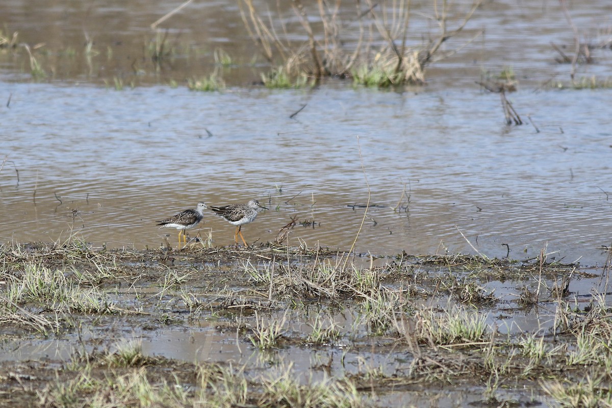 Lesser Yellowlegs - ML618494851