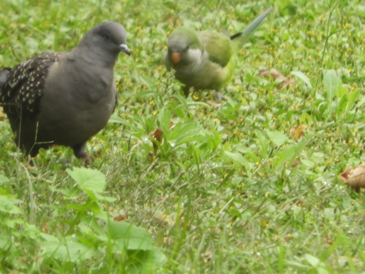 Spot-winged Pigeon - Silvia Enggist