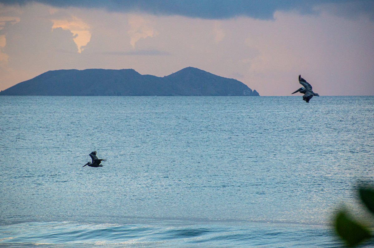 Brown Pelican - Matt Blaze