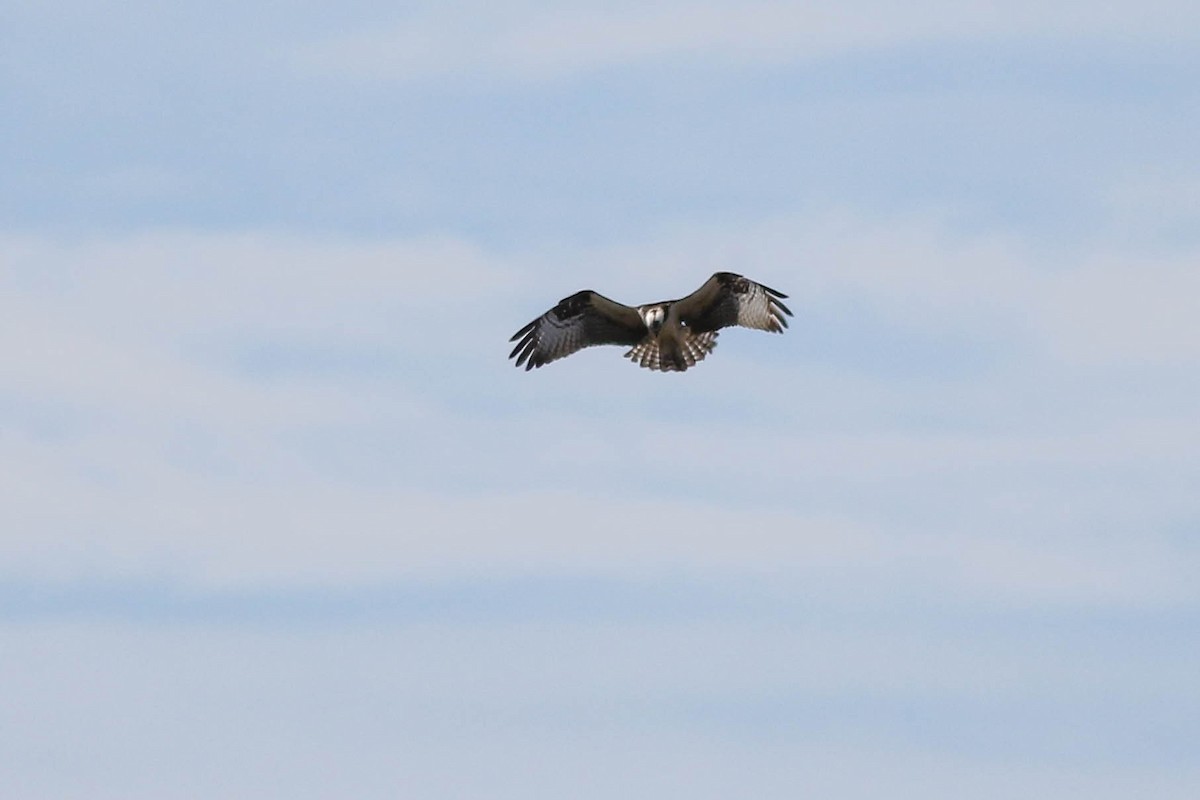 Osprey - François Rivet