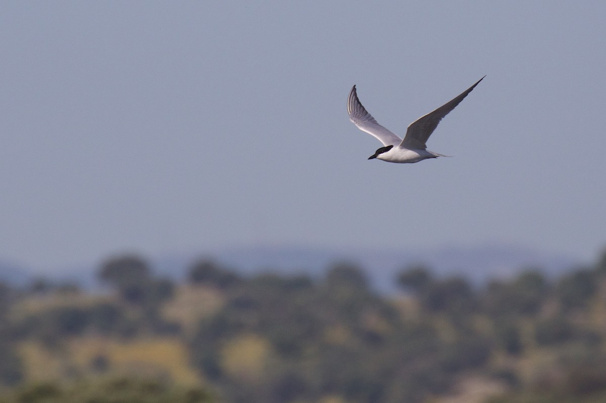 Gull-billed Tern - ML618494913