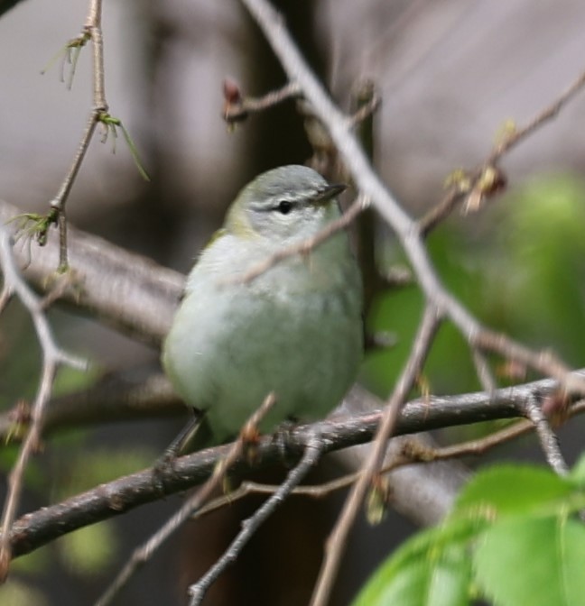 Tennessee Warbler - David Cunningham