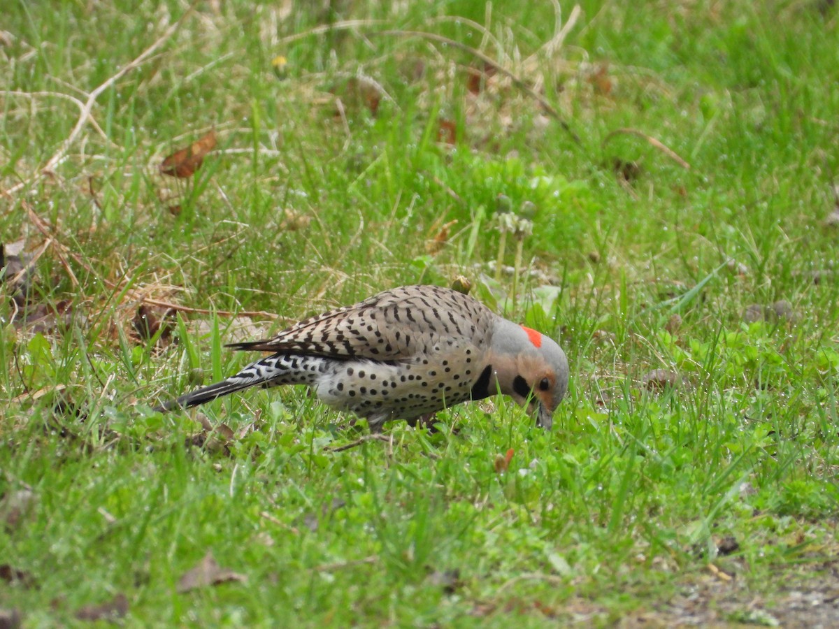 Northern Flicker - ML618494932