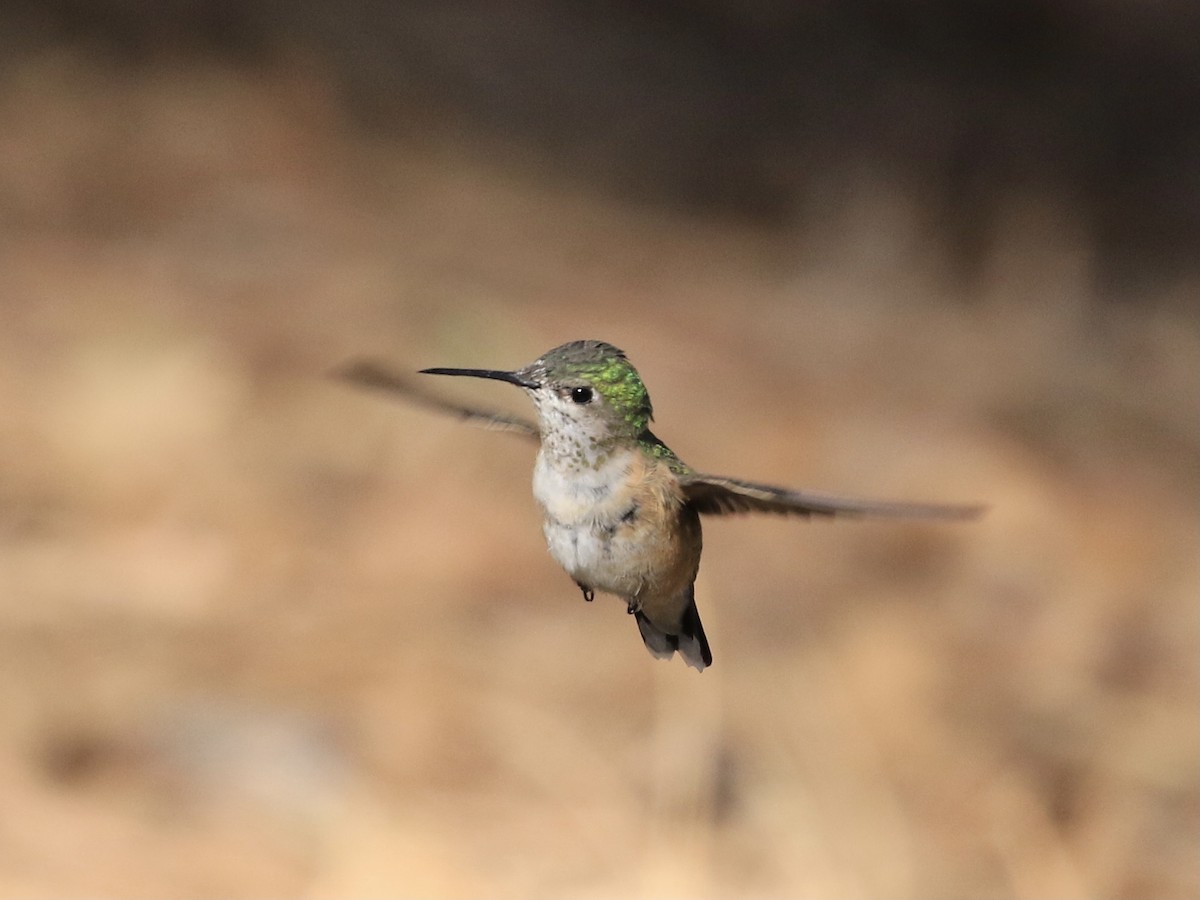 Rufous Hummingbird - ML618494964