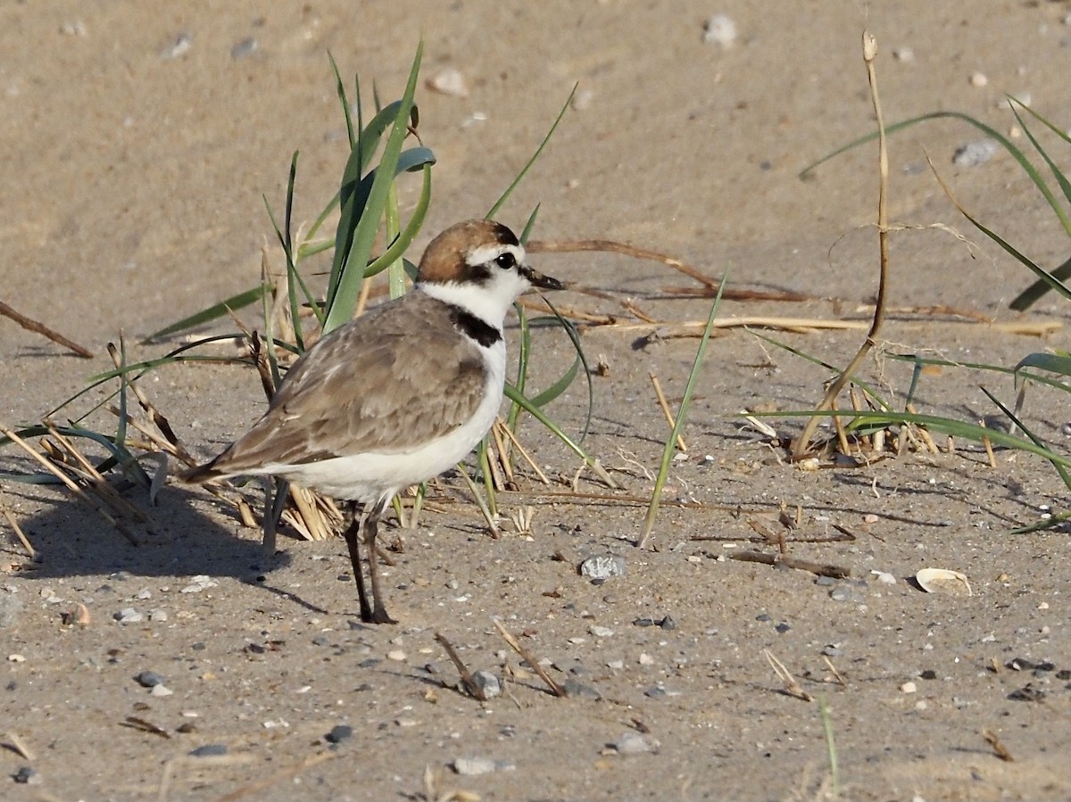 Kentish Plover - Francisco Rivas  🪶