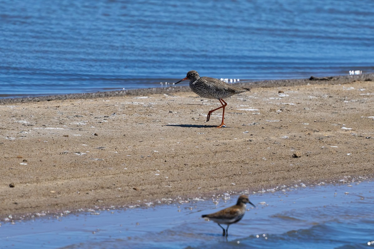 Common Redshank - ML618495016