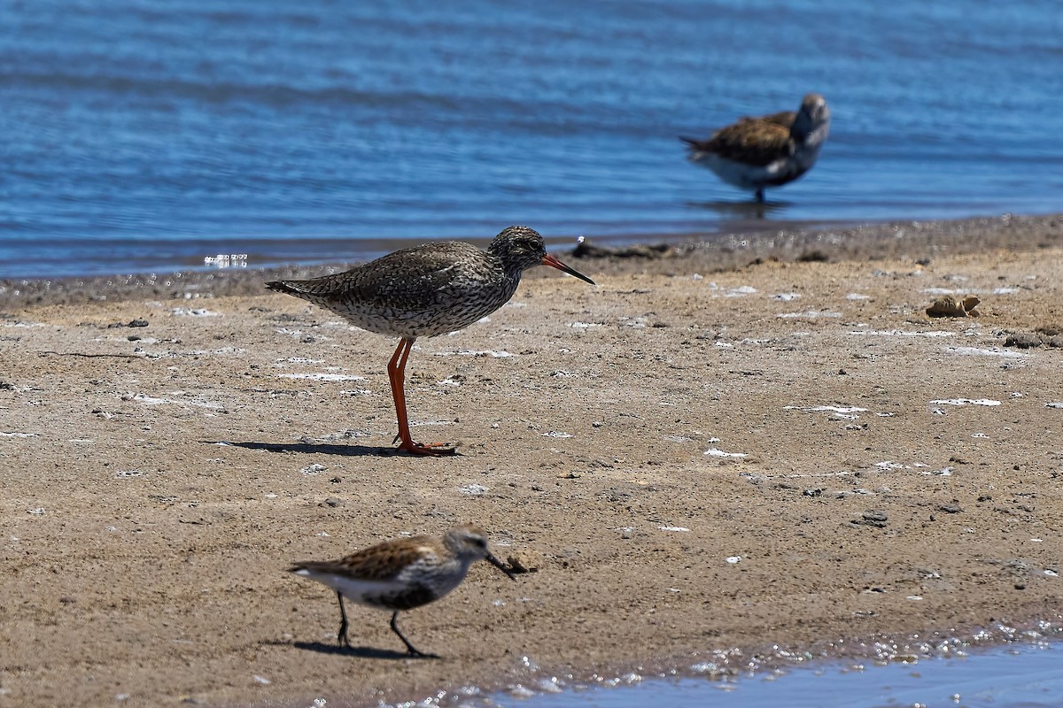 Common Redshank - ML618495017