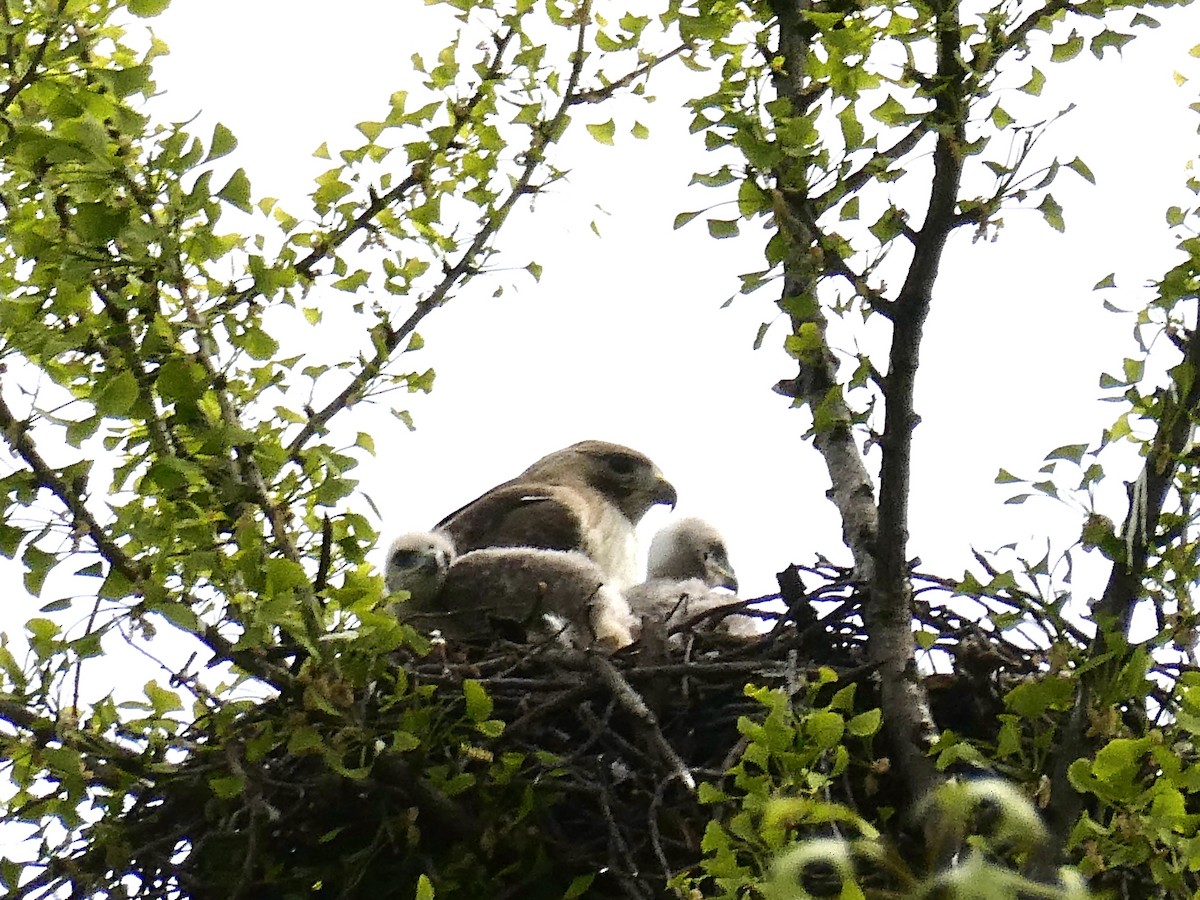 Red-tailed Hawk - ML618495032