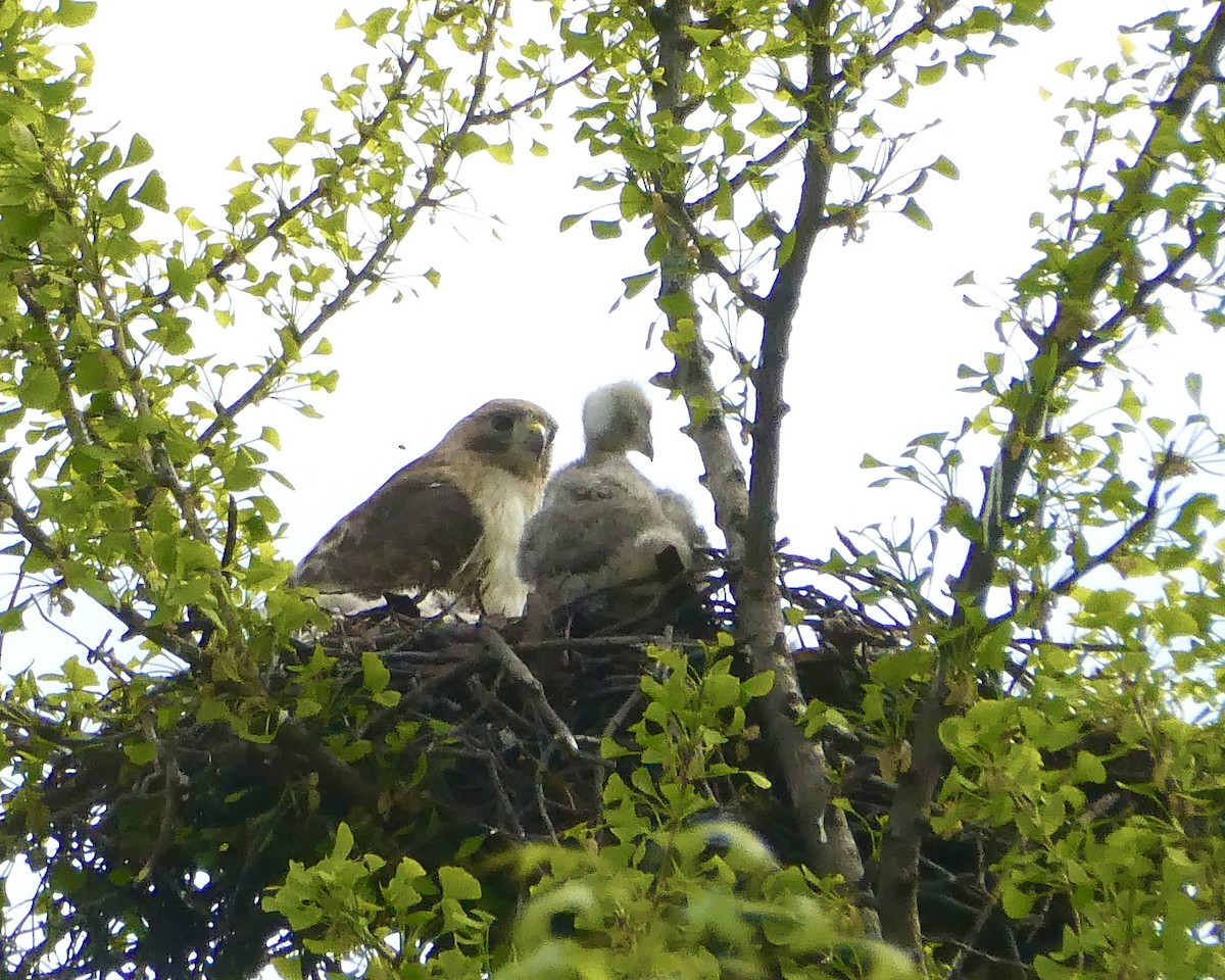 Red-tailed Hawk - ML618495034