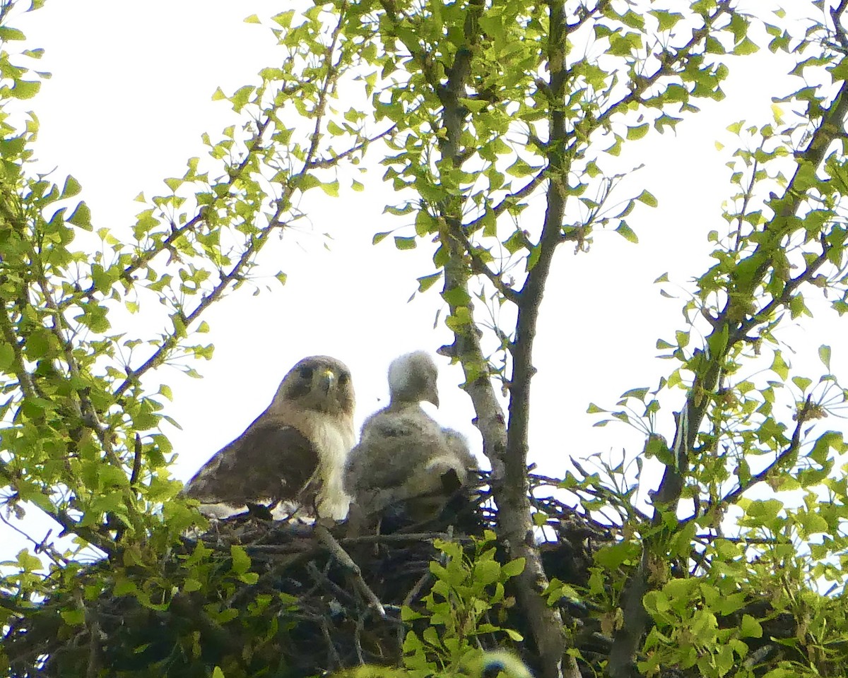 Red-tailed Hawk - ML618495035