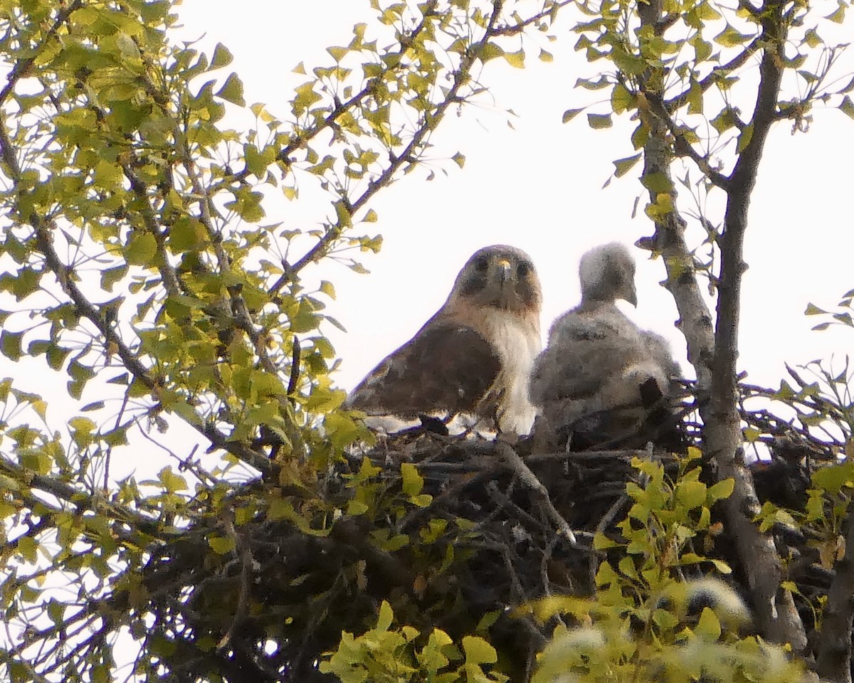 Red-tailed Hawk - ML618495036