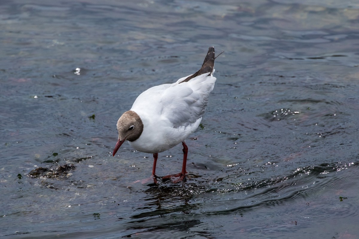 Brown-hooded Gull - Jodi Boe