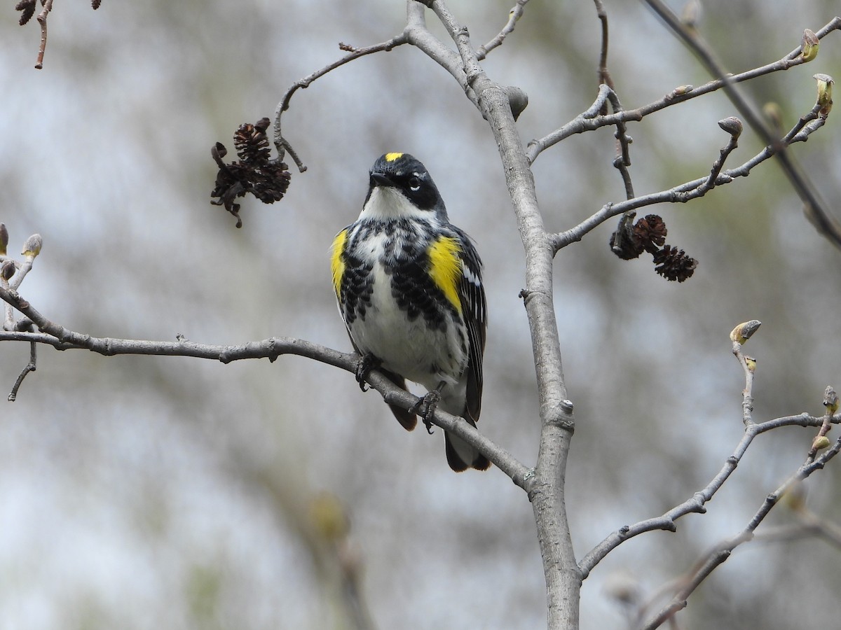 Yellow-rumped Warbler - valerie pelchat