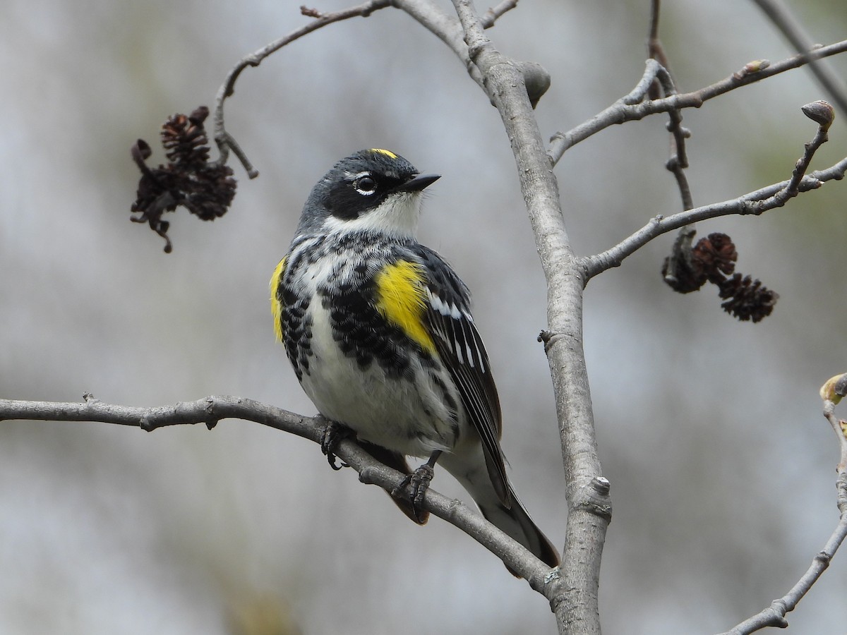 Yellow-rumped Warbler - valerie pelchat