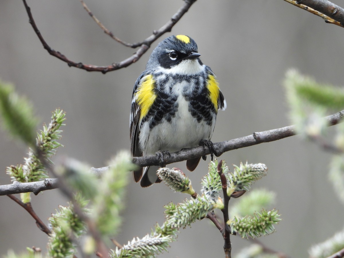 Yellow-rumped Warbler - ML618495079