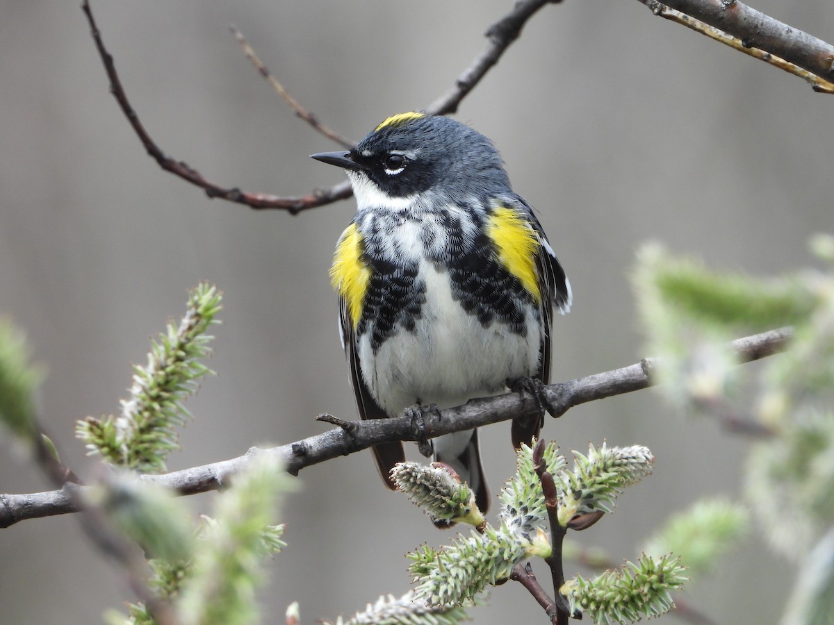 Yellow-rumped Warbler - ML618495080