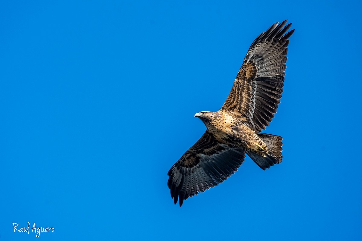 Black-chested Buzzard-Eagle - Raul Aguero