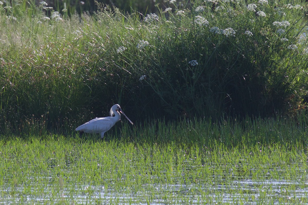 Eurasian Spoonbill - ML618495094